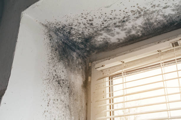 Affordable Commercial Mold Remediation solutions in Paris, TX